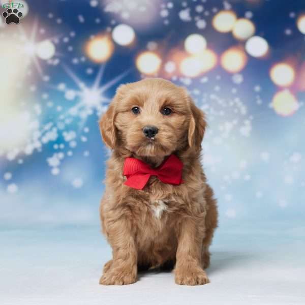 Nolan, Mini Goldendoodle Puppy